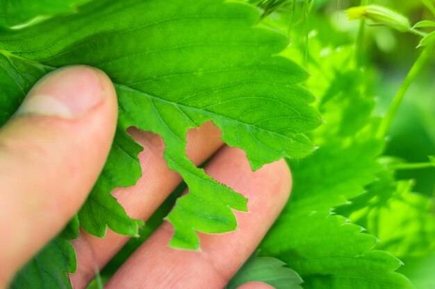 Czy zielony listek wejdzie w nowe przepisy jazdy?